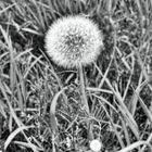 Pusteblume #1