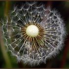 Pusteblume 1