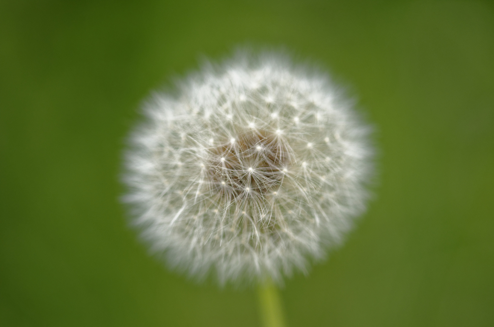 Pusteblume 1