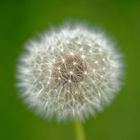 Pusteblume 1