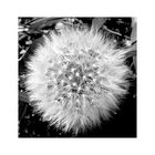 Pusteblume 1