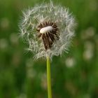 Pusteblume #1