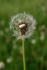 Pusteblume #1