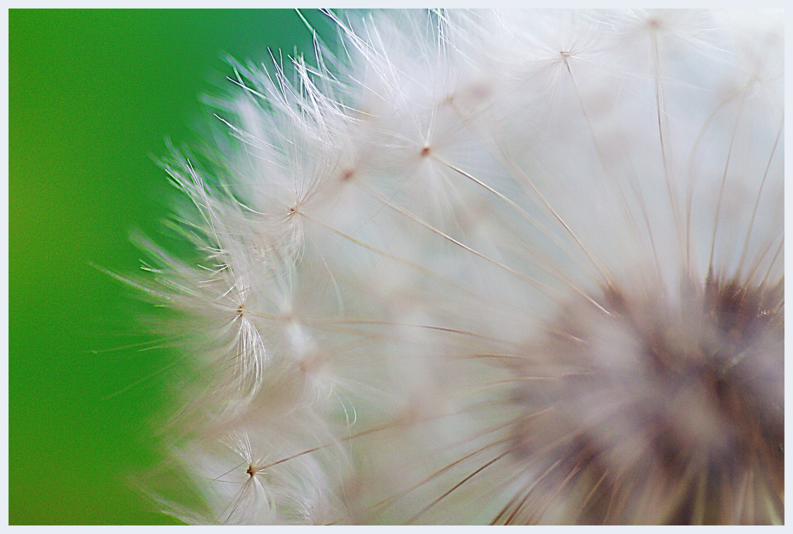 Pusteblume 1