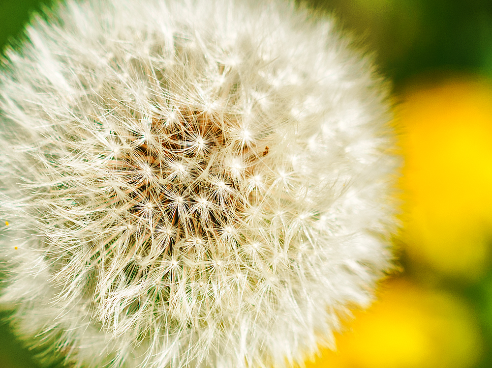 PusteBlume-1