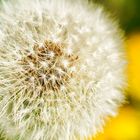 PusteBlume-1