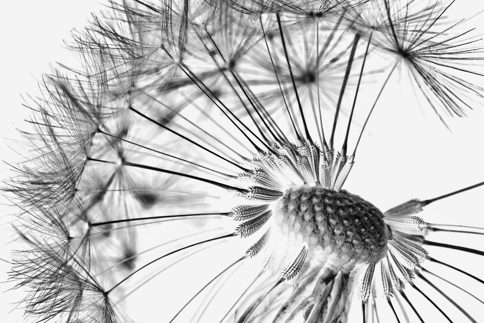 Pusteblume (1)