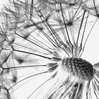 Pusteblume (1)