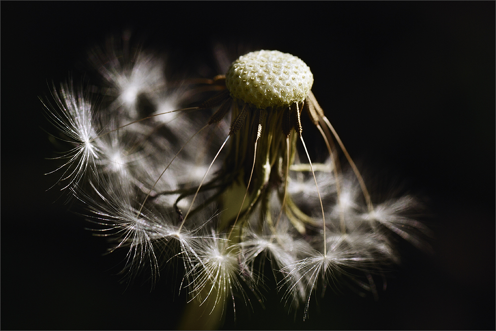 Pusteblume [1]