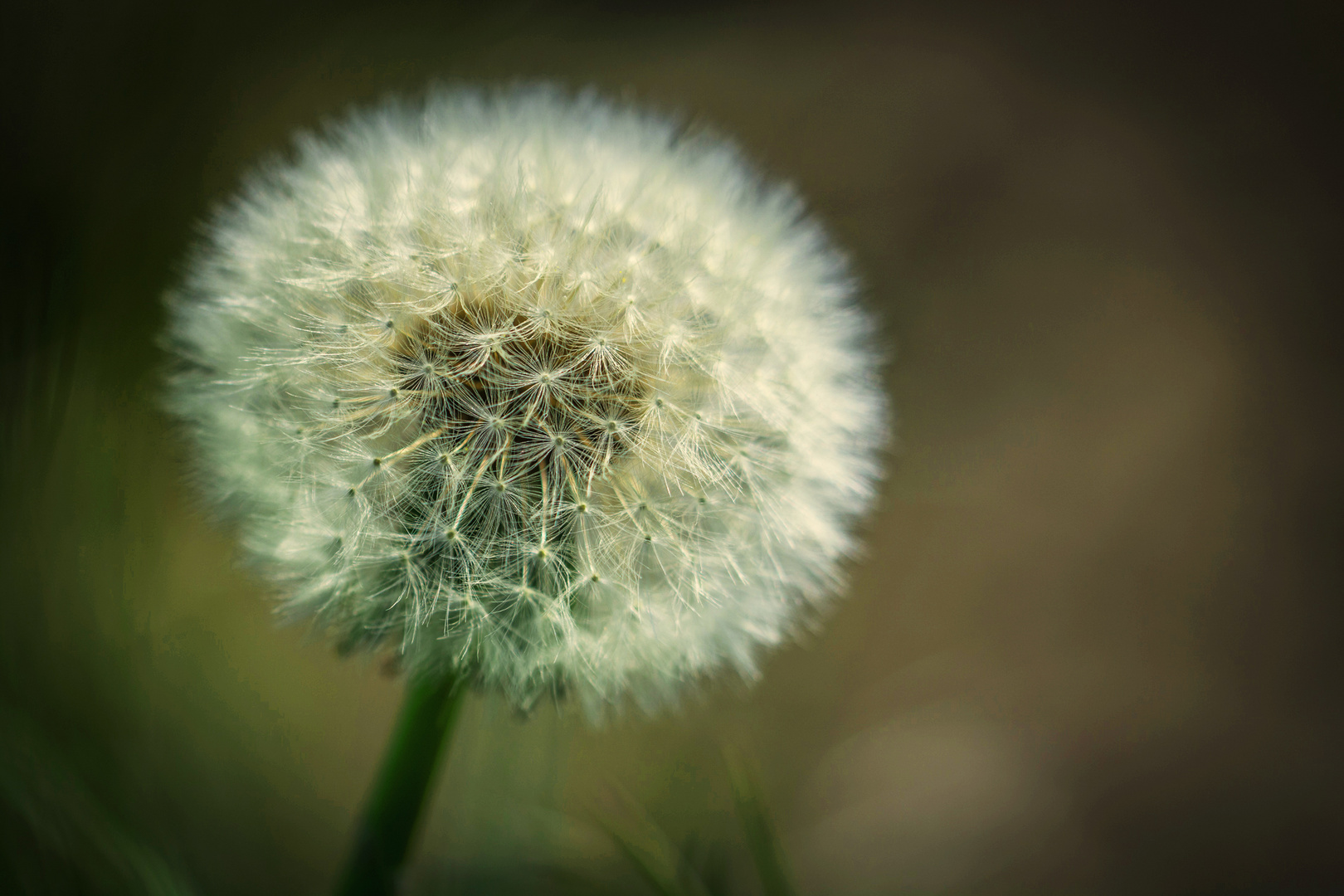 Pusteblume 1