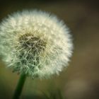 Pusteblume 1