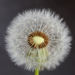 Pusteblume-1