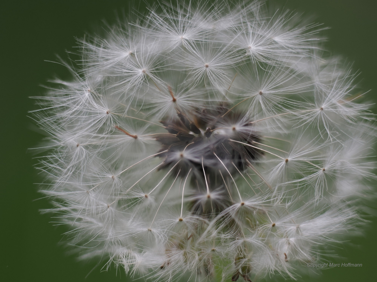 Pusteblume-1