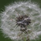 Pusteblume-1