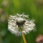 Pusteblume 1