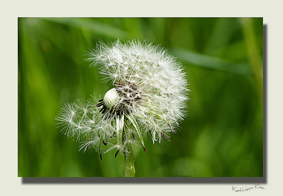 Pusteblume 1