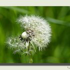 Pusteblume 1