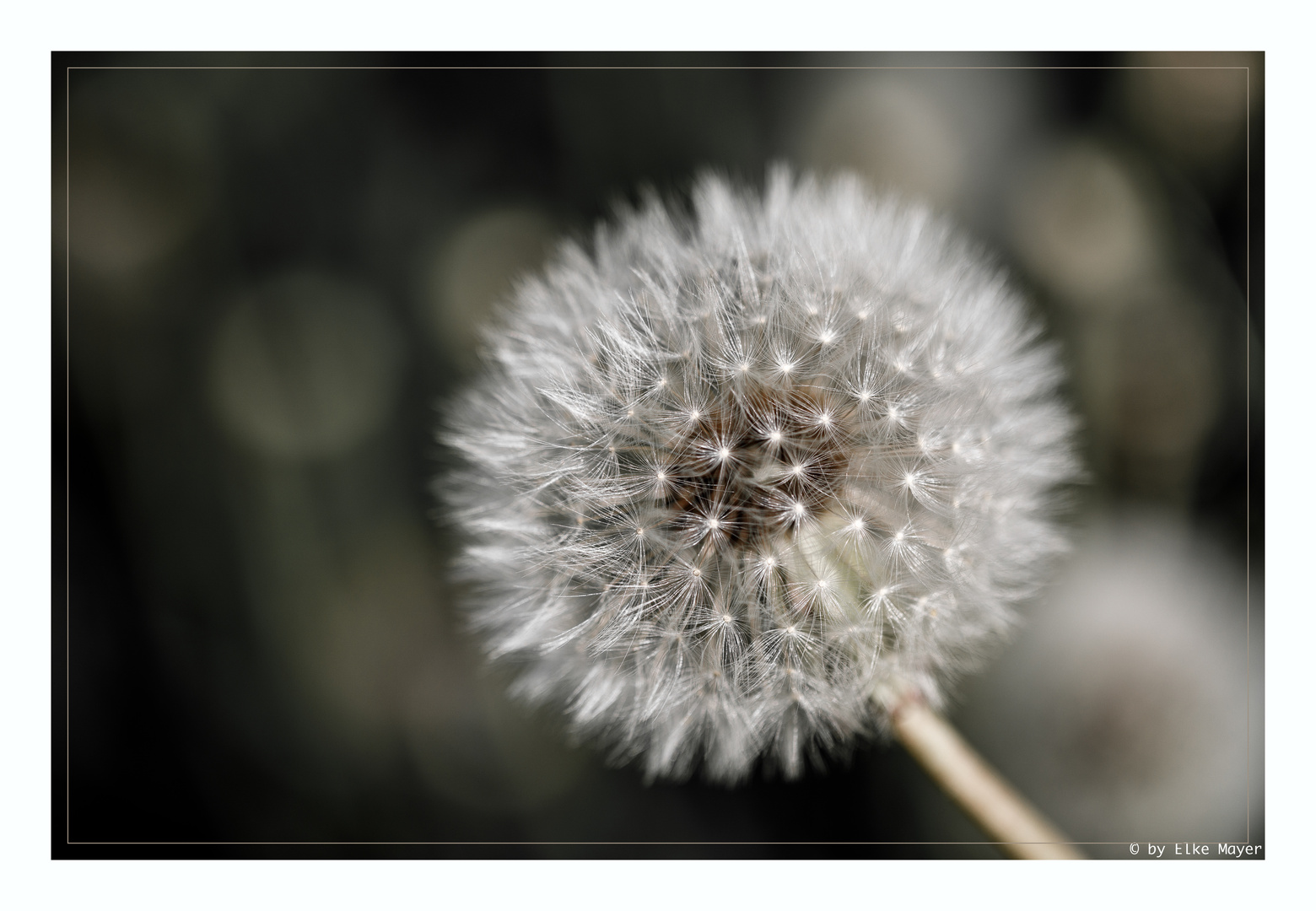 Pusteblume (1 von 1)