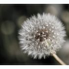 Pusteblume (1 von 1)