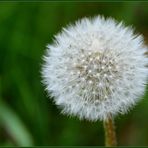 Pusteblume