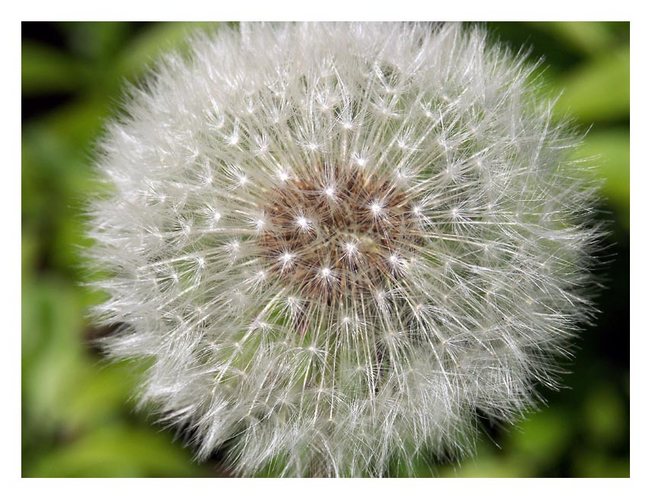 Pusteblume