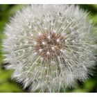 Pusteblume