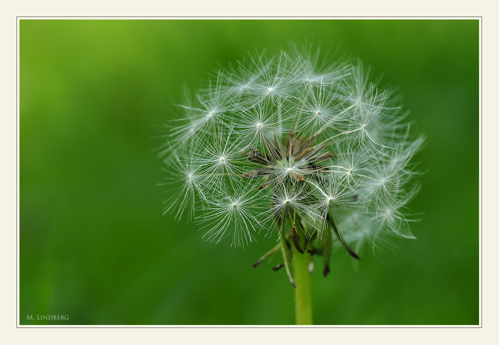 Pusteblume