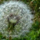 Pusteblume