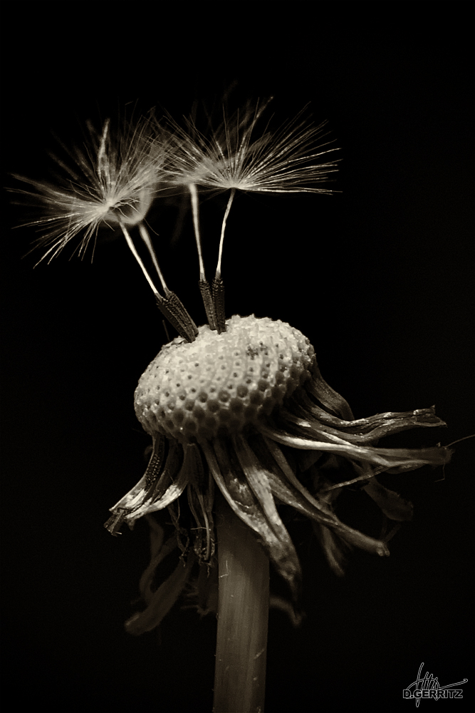 Pusteblume