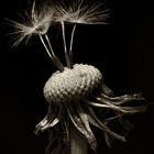 Pusteblume