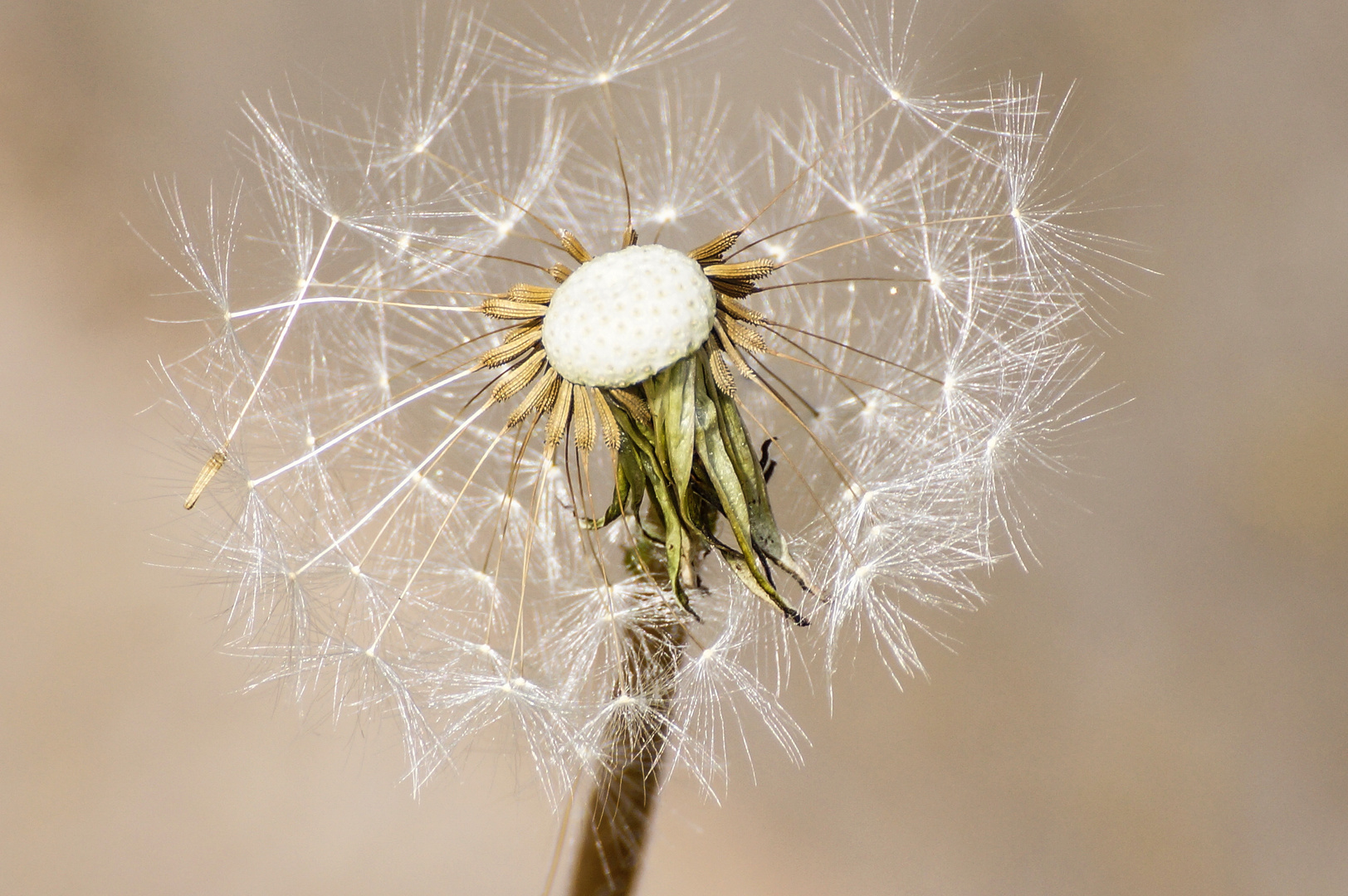 Pusteblume