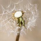 Pusteblume