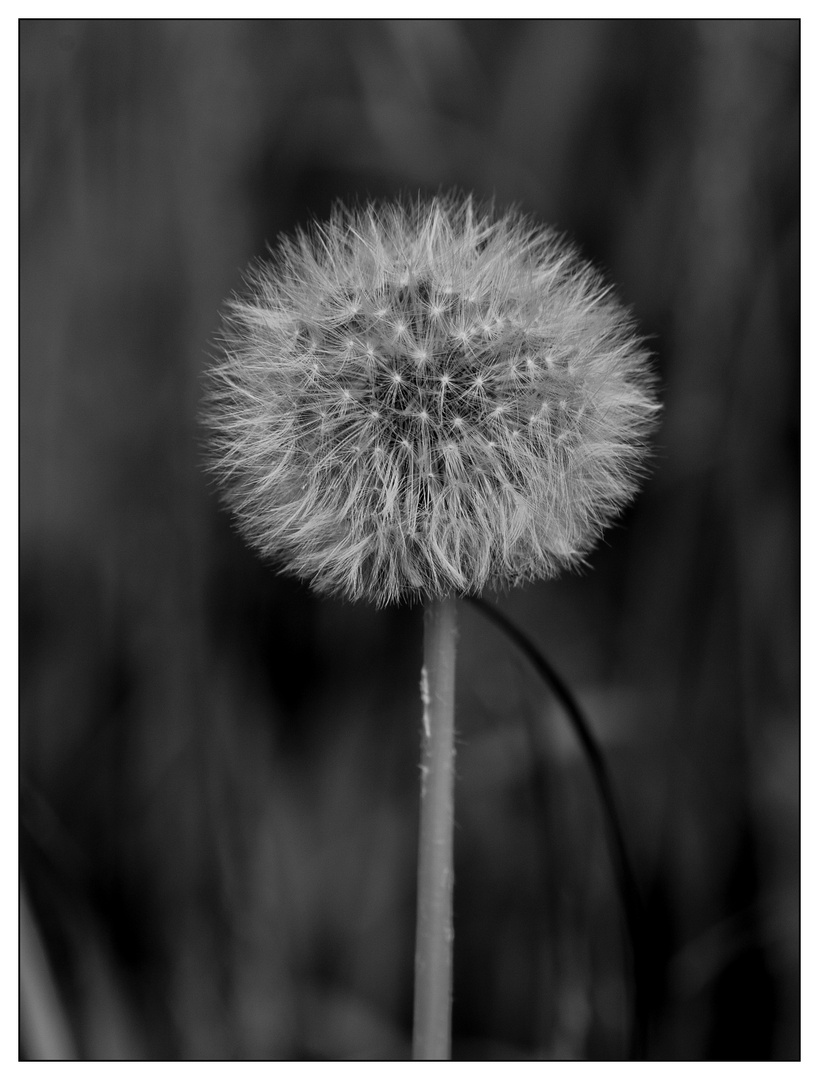 PUSTEBLUME