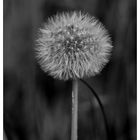 PUSTEBLUME