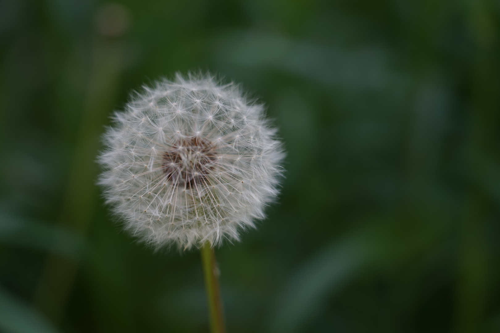 Pusteblume