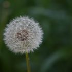 Pusteblume