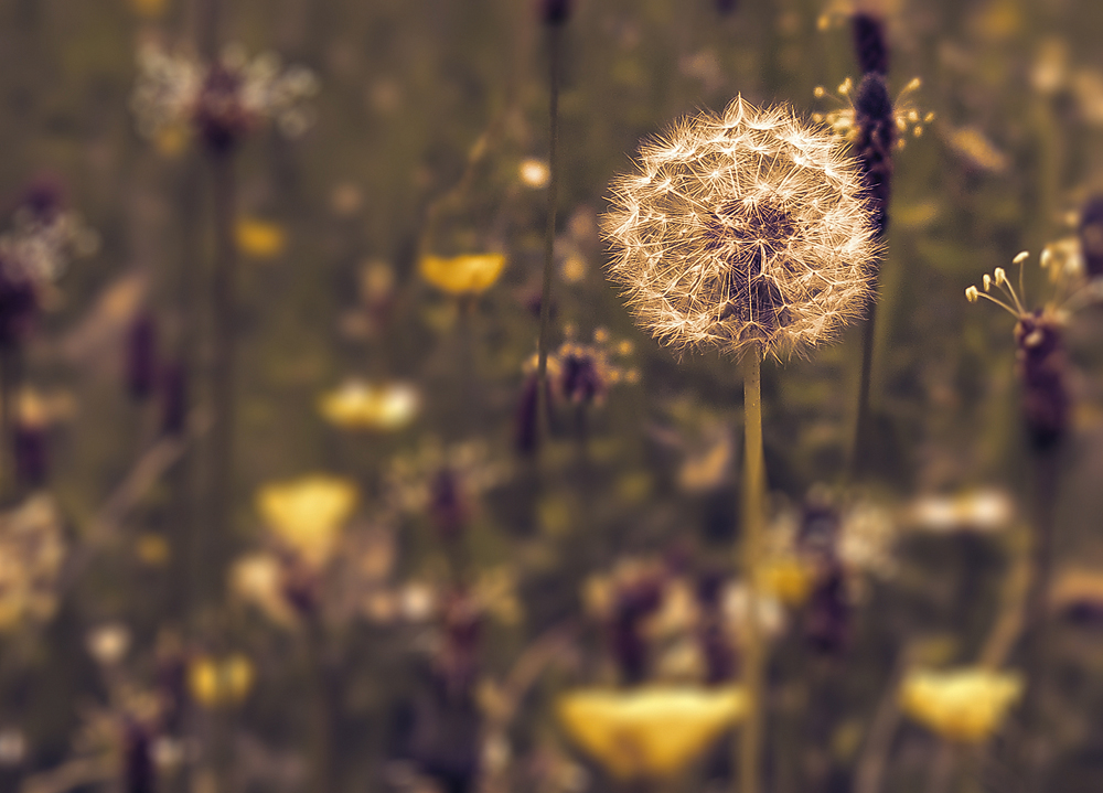 Pusteblume