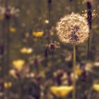 Pusteblume