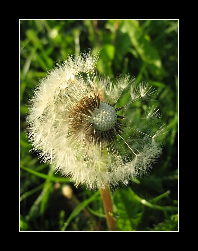 Pusteblume