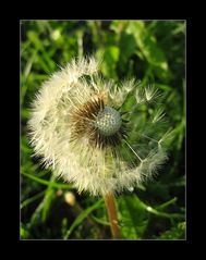 Pusteblume