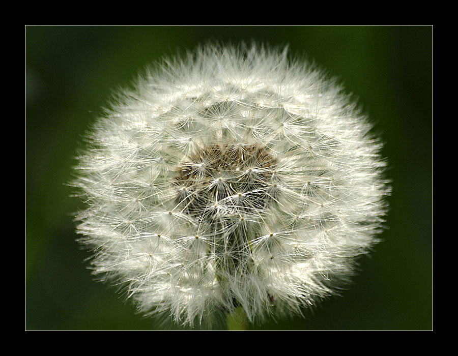 Pusteblume