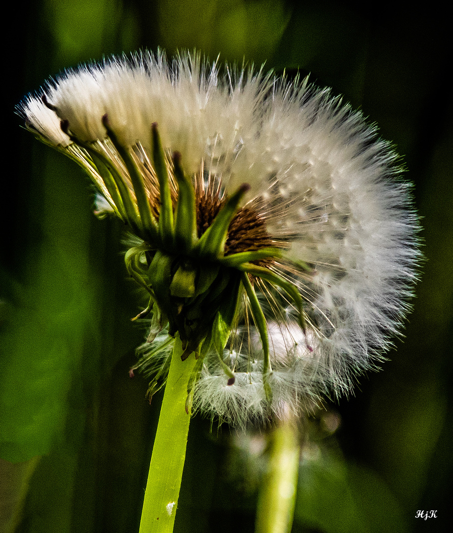 Pusteblume ..