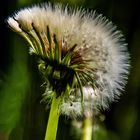 Pusteblume ..