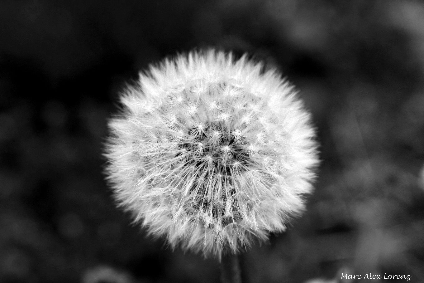 Pusteblume