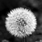 Pusteblume