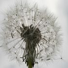 Pusteblume