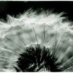 Pusteblume