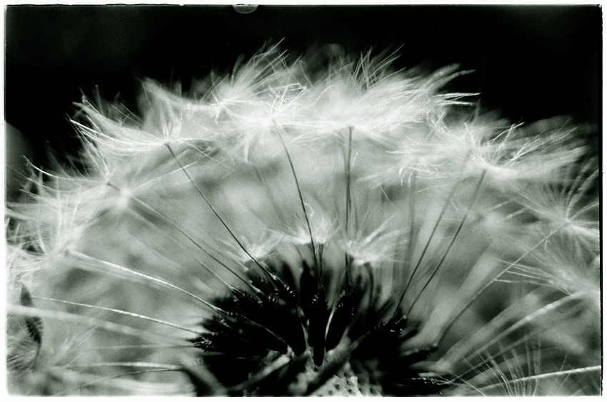 Pusteblume