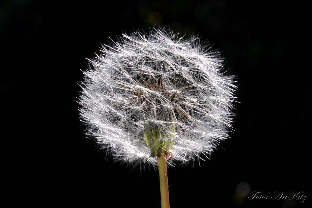 Pusteblume