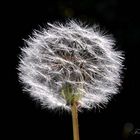 Pusteblume